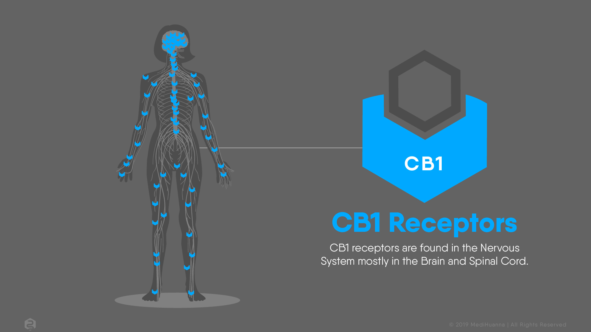 CB1 receptors