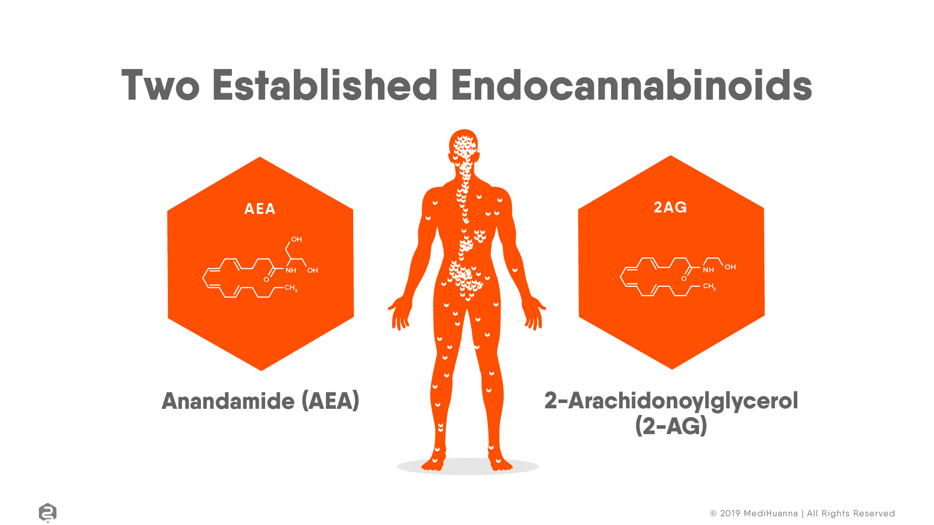 Two established endocannabinoids